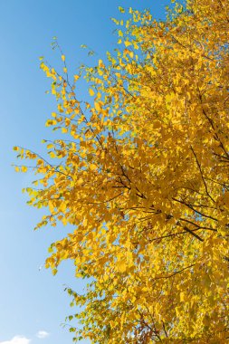 Sarı yapraklı bir grup beyaz huş ağacının dikey fotoğrafı sonbaharda ormandaki mavi gökyüzüne karşıdır.