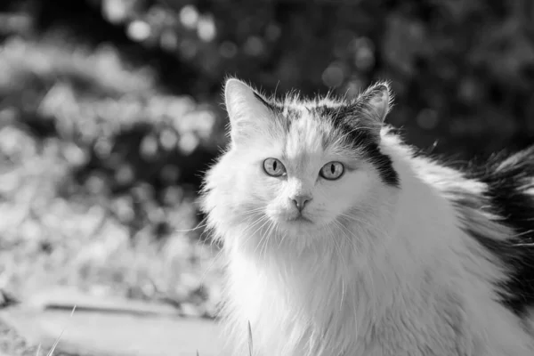 Vacker vuxen ung svart och vit långhårig katt med stora ljusa ögon sitter på en gård på sommaren — Stockfoto