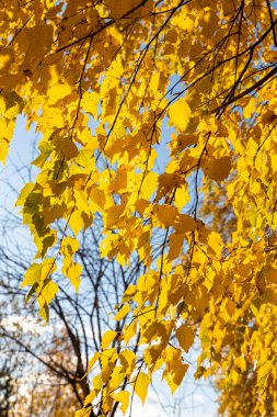 Sarı yapraklı bir grup beyaz huş ağacının dikey fotoğrafı sonbaharda ormanda mavi gökyüzü arka planına karşıdır.