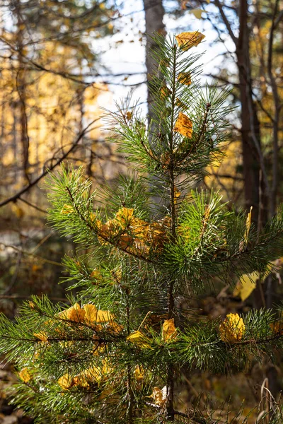 Sarı huş yapraklı küçük bir çam ağacından oluşan bir grubun dikey fotoğrafı sonbaharda ormanda mavi gökyüzü arka planına karşıdır. — Stok fotoğraf