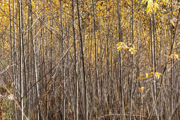 노란색 잎을 가진 어린 아스 펜 나무 무리의 수평 사진 가을 숲의 어두운 배경에 대고 있습니다 — 스톡 사진