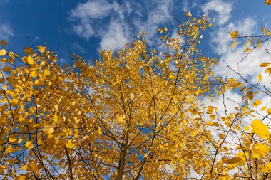 Sarı yapraklı bir grup kavak ağacının yatay fotoğrafı sonbaharda ormanda mavi gökyüzü arka planına karşıdır.