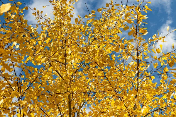 在森林的蓝天背景下 是一组黄叶杨树的水平照片 — 图库照片