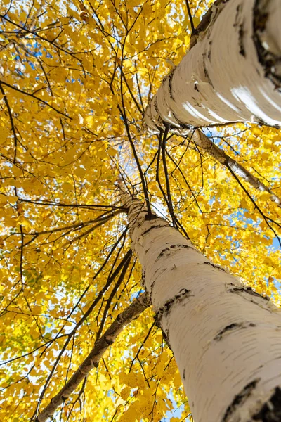 Vertical Photo Group White Birch Trees Yellow Foliage Blue Sky Stock Image