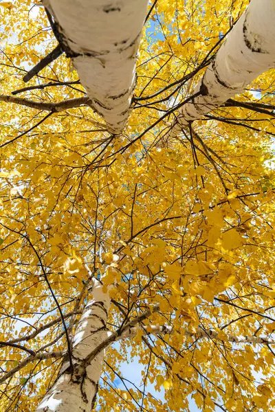 Vertical Photo Group White Birch Trees Yellow Foliage Blue Sky Stock Picture