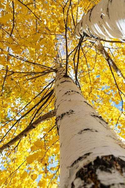 Vertical Photo Group White Birch Trees Yellow Foliage Blue Sky — Stock Photo, Image