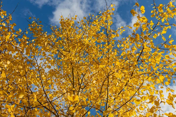 Uma Foto Horizontal Grupo Árvores Álamo Com Folhagem Amarela Contra — Fotografia de Stock