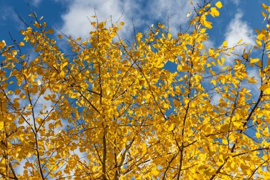 Sarı yapraklı bir grup kavak ağacının yatay fotoğrafı sonbaharda ormanda mavi gökyüzü arka planına karşıdır.