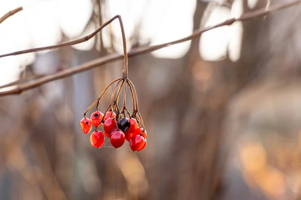 Grupo Bagas Viburnum Maduras Brilhantes Sem Folhas Está Fundo Desfocado — Fotografia de Stock