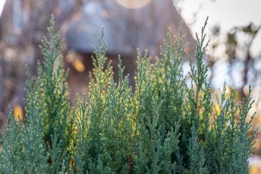 Noel süslemesi için ardıç dalı bulanık bir arkaplanda.