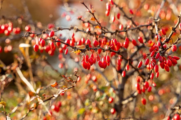 Ein Bündel Leuchtend Reifer Roter Weißdornbeeren Ohne Blätter Steht Herbst — Stockfoto