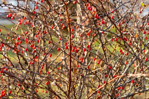 Yaprakları olmayan parlak, olgun bir kızıl dikenli böğürtlen sürüsü sonbaharda bir parkta bulanık bir arka plandadır.