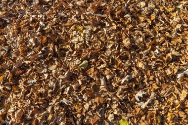 Parkta kuru kahverengi ve sarı sonbahar meşe yapraklarının güzel bir dokusu var.