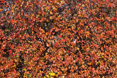 Altın sarısı kırmızı yapraklar ve siyah böğürtlenli kotonaster dallarının dokusu sonbaharda bir parkta bulunur.