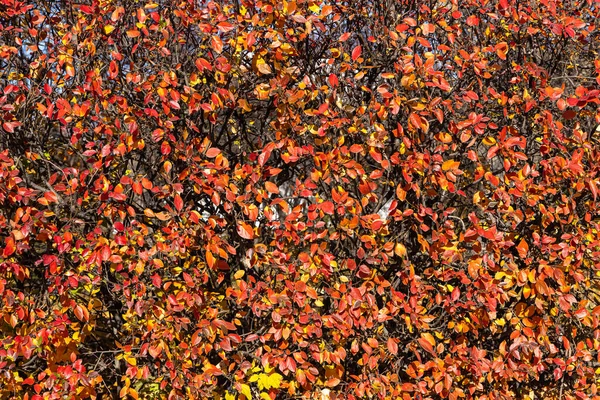 Altın Sarısı Kırmızı Yapraklar Siyah Böğürtlenli Kotonaster Dallarının Dokusu Sonbaharda — Stok fotoğraf