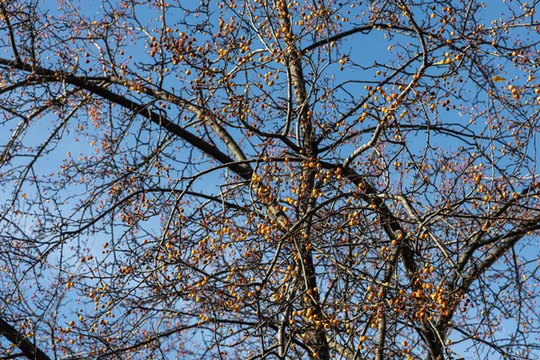 Une Belle Texture Branches Pommier Sauvage Avec Des Pommes Jaune — Photo