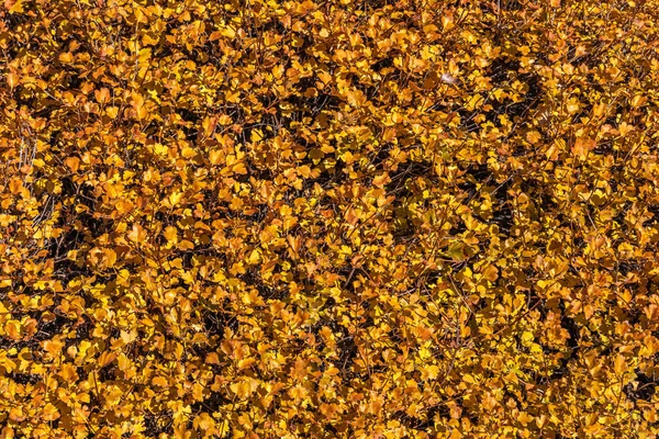 Осенью Парке Пышные Желтые Листья Смородины — стоковое фото