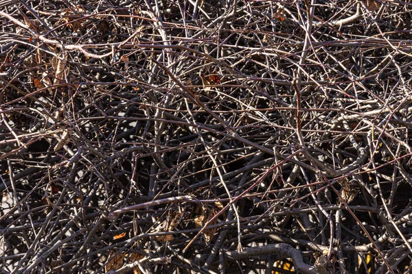 Texture Bush Branches Leaves Park Autumn — Stock Photo, Image