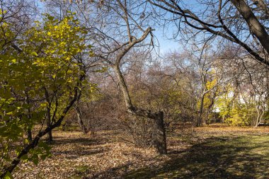 Güzel gri ve kahverengi dallı, yapraksız elma ağacı sonbaharda bir parkta.