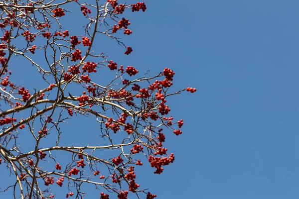 Die Trauben Leuchtend Roter Reifer Weißdornbeeren Ohne Blätter Stehen Herbst — Stockfoto