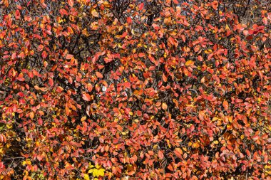 Altın sarısı kırmızı yapraklar ve siyah böğürtlenli kotonaster dallarının dokusu sonbaharda bir parkta bulunur.