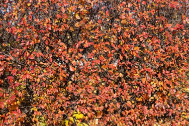 Altın sarısı kırmızı yapraklar ve siyah böğürtlenli kotonaster dallarının dokusu sonbaharda bir parkta bulunur.