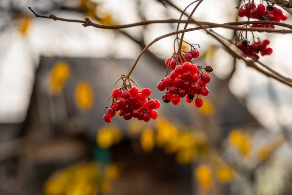 Grupo Bagas Viburnum Maduras Brilhantes Sem Folhas Está Fundo Desfocado — Fotografia de Stock