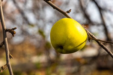 Elma ağacının bir dalı, ekşi yeşil elma ve sarı yapraklar sonbaharda bir bahçede.