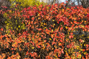 Altın sarısı kırmızı yapraklı, siyah böğürtlen ve güneş ışığıyla kaplı kotonaster dallarının dokusu sonbaharda bir parkta.