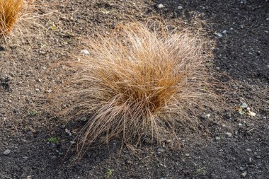 Sonbaharda bahçedeki yeşil ve sarı süslemeli çimlerin güzel yatay dokusu.