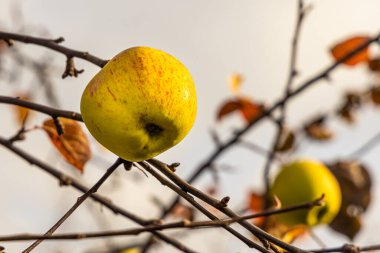 Elma ağacının bir dalı, ekşi yeşil elma ve sarı yapraklar sonbaharda bir bahçede.