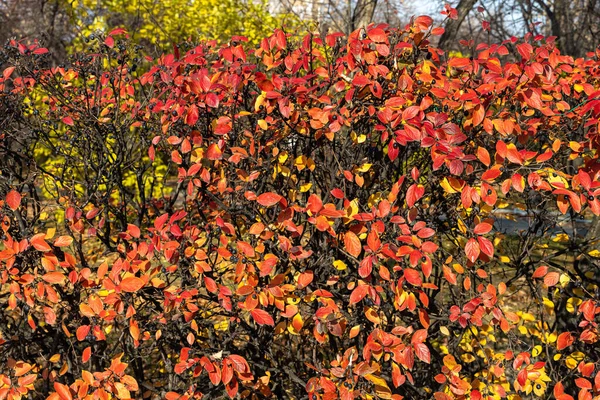 Altın sarısı kırmızı yapraklı, siyah böğürtlen ve güneş ışığıyla kaplı kotonaster dallarının dokusu sonbaharda bir parkta.