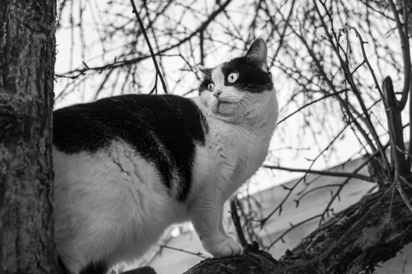 Beautiful Adult Young Black White Cat Big Eyes Sits Apple — Stock Photo, Image