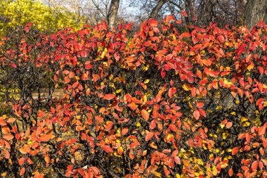 Altın sarısı kırmızı yapraklı, siyah böğürtlen ve güneş ışığıyla kaplı kotonaster dallarının dokusu sonbaharda bir parkta.