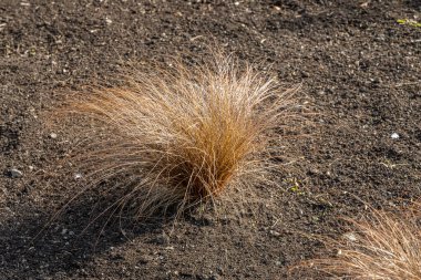 Sonbaharda bahçedeki yeşil ve sarı süslemeli çimlerin güzel yatay dokusu.