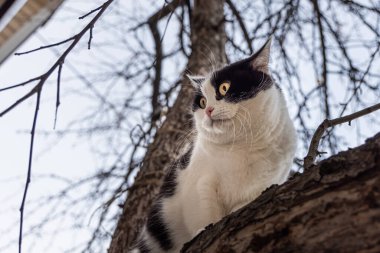 Büyük sarı gözlü, genç, güzel, siyah beyaz bir kedi sonbaharda bahçede yapraksız bir elma ağacında oturuyor.