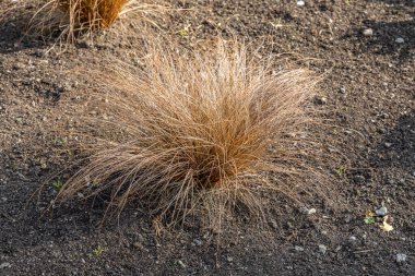 Sonbaharda bahçedeki yeşil ve sarı süslemeli çimlerin güzel yatay dokusu.