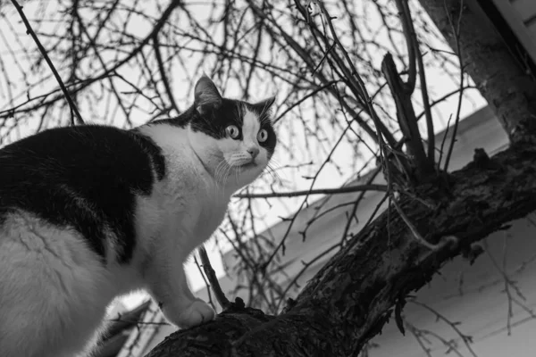 Belo Adulto Jovem Gato Preto Branco Com Grandes Olhos Senta — Fotografia de Stock