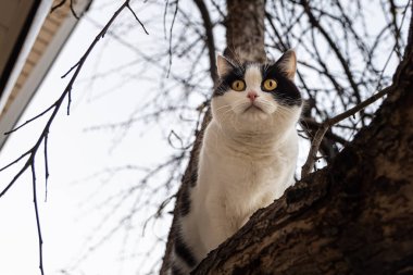 Büyük sarı gözlü, genç, güzel, siyah beyaz bir kedi sonbaharda bahçede yapraksız bir elma ağacında oturuyor.