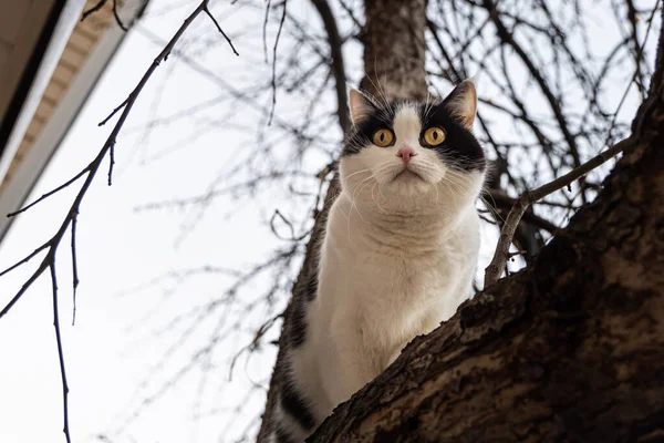 Kucing Hitam Muda Dan Putih Cantik Dengan Mata Kuning Besar — Stok Foto