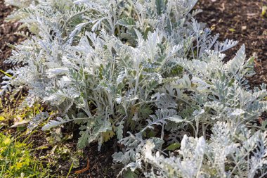 Güzel yeşil beyaz ve gümüş kıvrımlı yapraklar Jacobaea maritima Gümüş Ragwort çiçek tarlasında