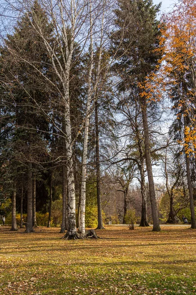 Hermoso Parque Otoño Foto Vertical — Foto de Stock