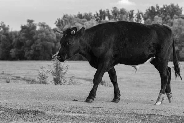 One cow on the road in the village in summer. Black and white photo