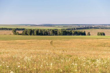Beyaz sisli ve ağaçlı yeşil ve sarı tarlaların güzel manzarası yazın sabahları