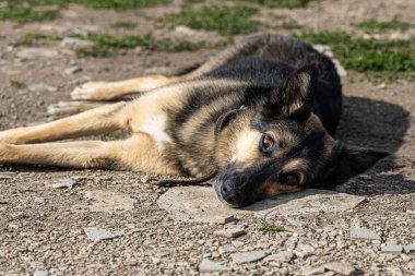 Güneşli yaz gününde yerde yatan genç ve güzel Alman çoban köpeği.