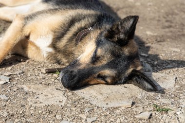 Güneşli yaz gününde yerde yatan genç ve güzel Alman çoban köpeği.