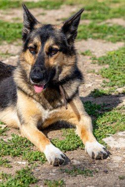 Güneşli yaz gününde yerde yatan genç ve güzel Alman çoban köpeği.