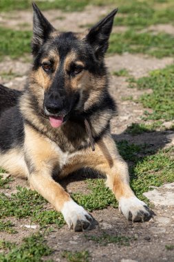 Güneşli bir yaz gününde yerde yatan genç, güzel bir Alman köpeği.