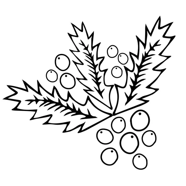 Zwarte omtrek hand tekening vector illustratie van een gesneden kerst hulst plant geïsoleerd op een witte achtergrond — Stockvector