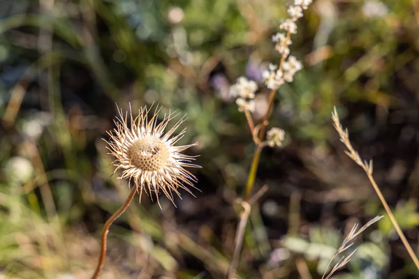 Una Testa Cardo Giallo Carlina Asciutto Bellissimo Sfondo Verde Sfocato — Foto Stock